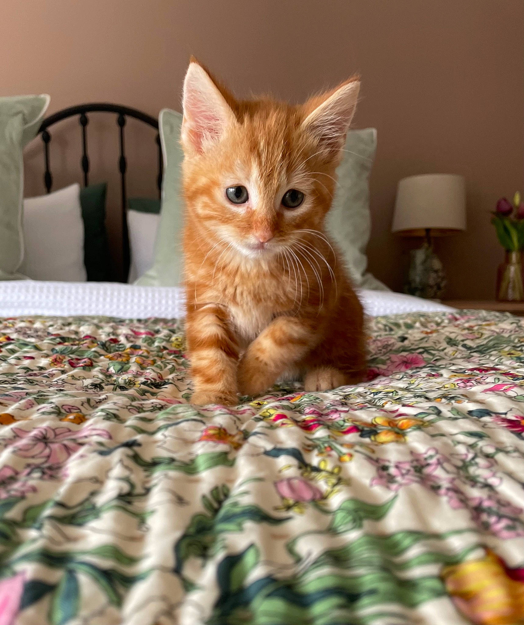 Penny joined the competition — help win amazing prizes! carnivore, cat, claw, comfort, domestic_short_haired_cat, fawn, felidae, flooring, fur, houseplant, linens, pattern, paw, plant, room, small_to_medium_sized_cats, snout, tail, whiskers, wood