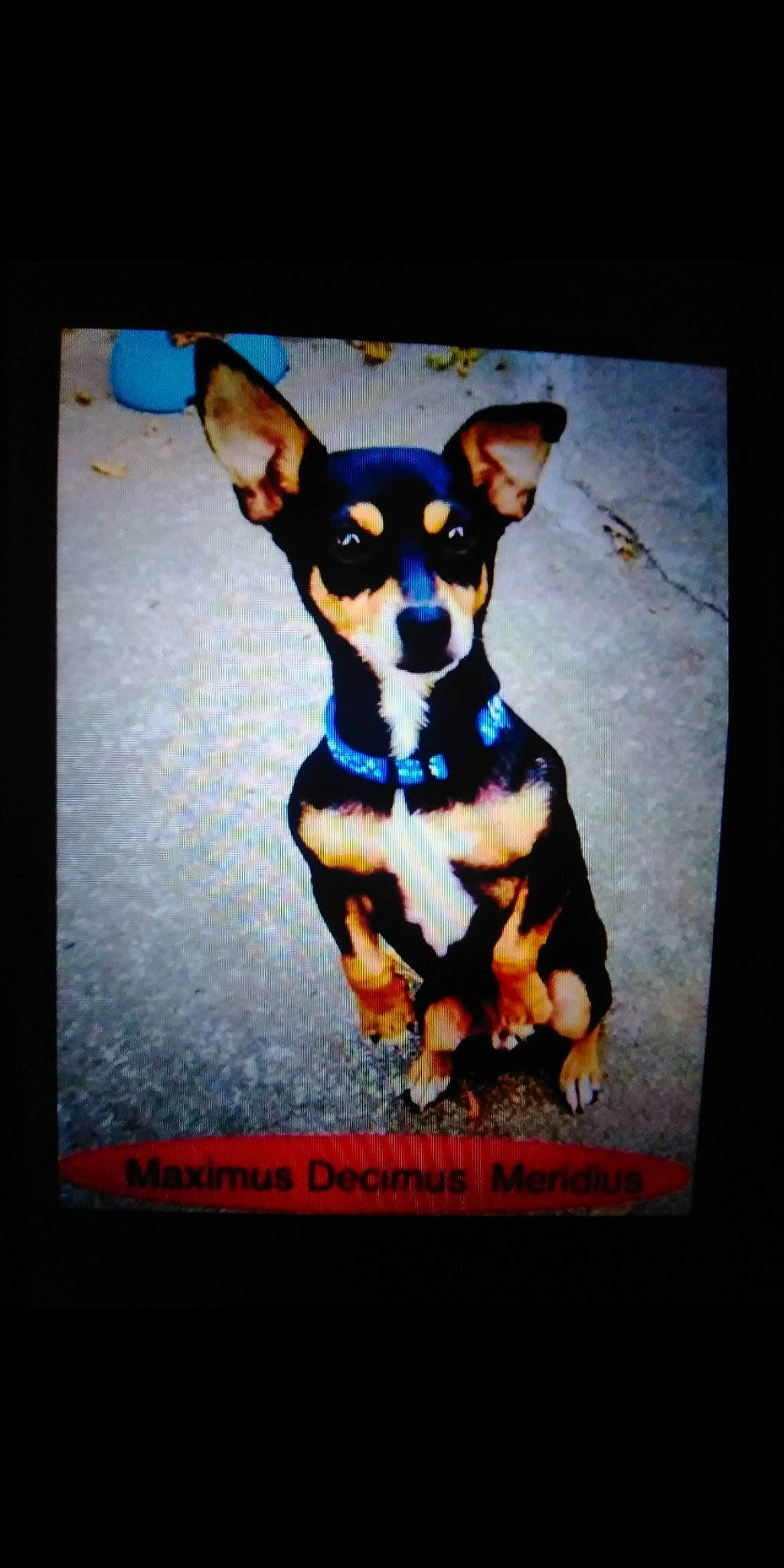 Maximus is registered to the contest to win money with this photo: art, canidae, carnivore, chihuahua, companion_dog, dog, dog_breed, dog_supply, electric_blue, fawn, font, guard_dog, paw, snout, sporting_group, terrier, toy_dog, whiskers, working_animal, working_dog