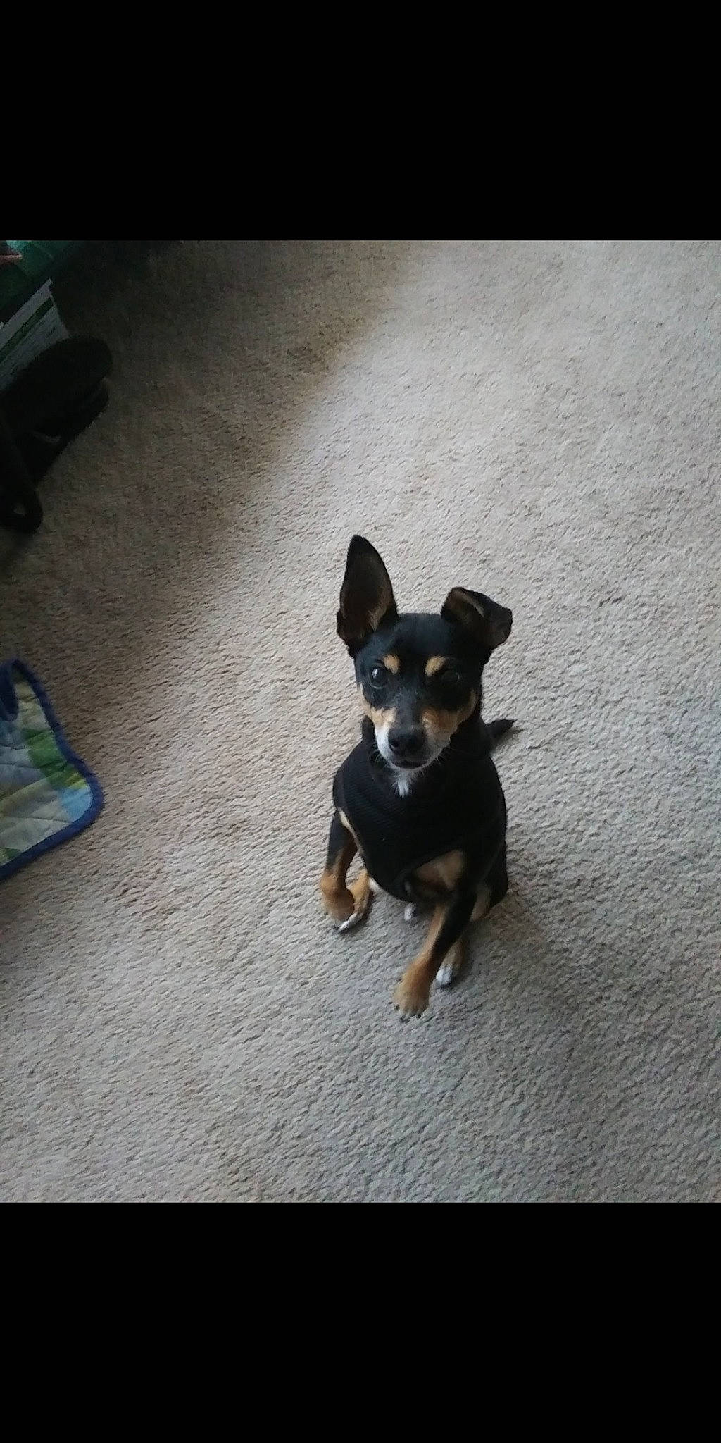 Maximus joined the competition — help win amazing prizes! canidae, carnivore, companion_dog, dog, dog_breed, fawn, floor, flooring, grey, hardwood, non_sporting_group, paw, prazsky_krysarik, road_surface, russkiy_toy, sporting_group, tail, toy_dog, working_animal, working_dog