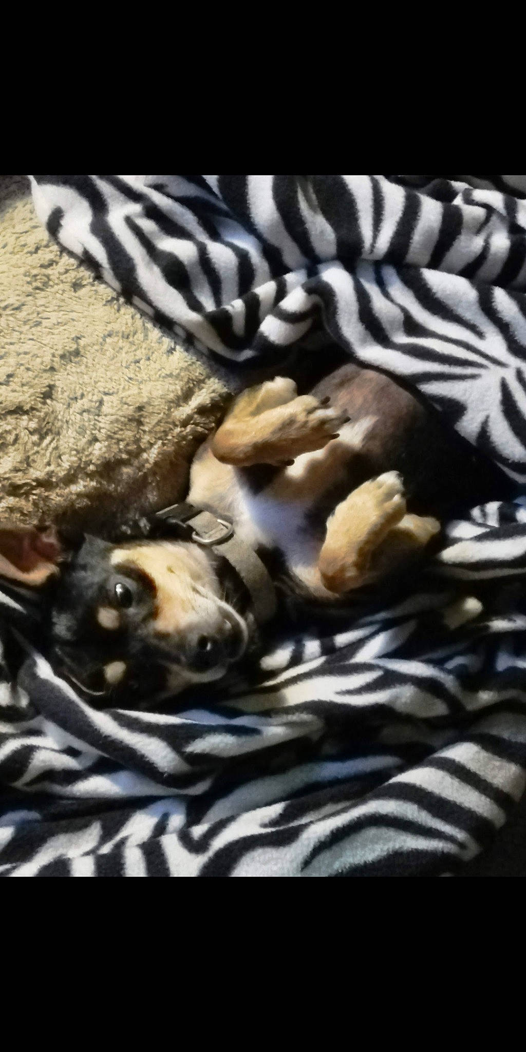 Maximus joined the competition — help win amazing prizes! bengal_tiger, big_cats, carnivore, comfort, companion_dog, dog, fawn, felidae, fur, guard_dog, linens, nap, paw, rock, siberian_tiger, terrestrial_animal, tiger, whiskers, wildlife, working_animal