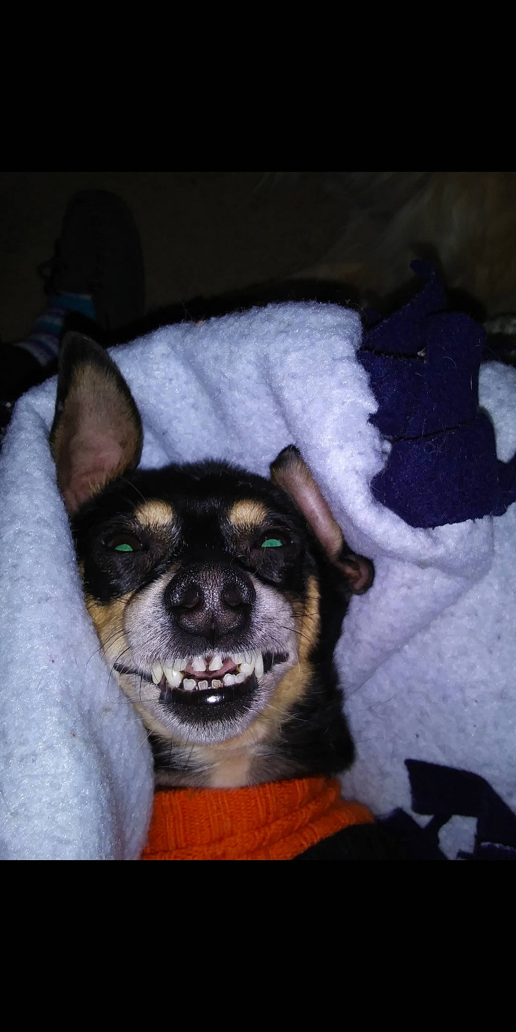 Maximus joined the competition — help win amazing prizes! canidae, carnivore, comfort, companion_dog, dog, dog_breed, dog_supply, ear, fawn, fur, linens, non_sporting_group, pattern, paw, snout, sporting_group, terrestrial_animal, toy_dog, whiskers, working_animal