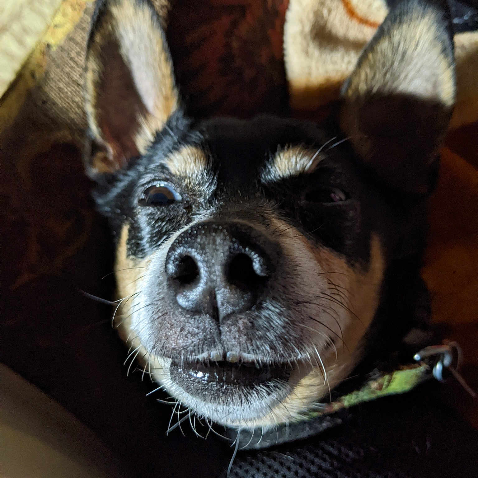 Maximus Decimus Meridius