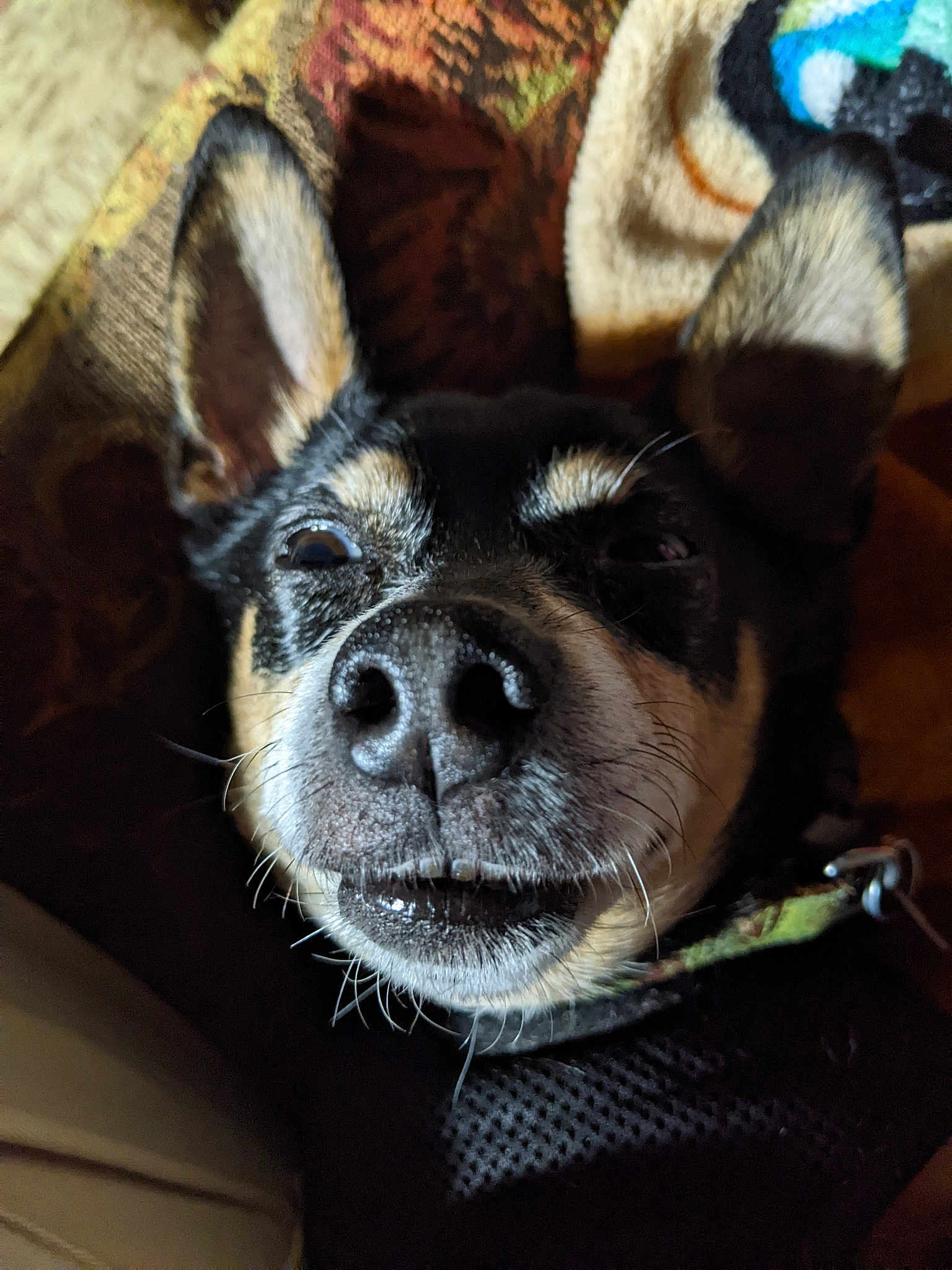 Maximus Decimus Meridius