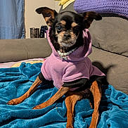 Ripley is registered to the contest to win money with this photo: dog, small_dog, puppy, hoodie, purple_hoodie, necklace, pearls, blanket, blue_blanket, couch, indoor, pet, animal, ears, fur, sitting, cute, cozy, home, relaxed