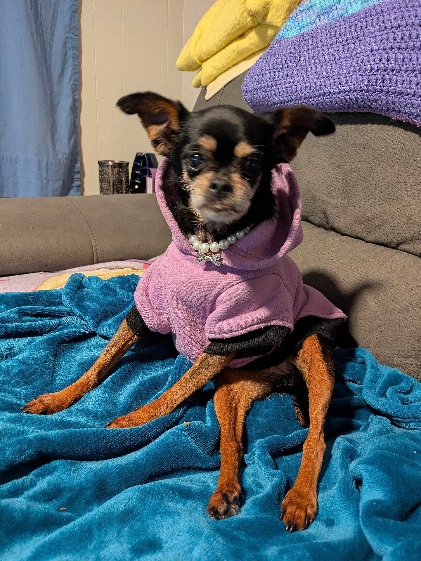 Ripley is registered to the contest to win money with this photo: dog, small_dog, puppy, hoodie, purple_hoodie, necklace, pearls, blanket, blue_blanket, couch, indoor, pet, animal, ears, fur, sitting, cute, cozy, home, relaxed