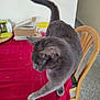 Titan joined the competition — help win amazing prizes! cat, gray_cat, table, red_tablecloth, chair, wooden_chair, cat_food, container, indoor, household_items, pet, feline, curious, carpeted_floor, wall, box, jar, kitchen, domestic, animal