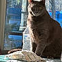 Titan joined the competition — help win amazing prizes! animal, calm, cat, close_up, daylight, domestic_cat, furniture, gray_cat, house, indoor, pet, quiet, resting, shadow, sunlight, table, towel, water_bottle, window, window_light