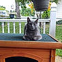 Titan joined the competition — help win amazing prizes! cat, gray_cat, wooden_cat_house, outdoor, pet, flower_pot, hanging_plant, fence, garden, tree, greenery, relaxing, animal, backyard, nature, plant, floral, daylight, resting, portrait