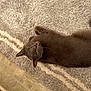 Titan is registered to the contest to win money with this photo: animal, cat, cozy, curious, cute, domestic_cat, ears, feline, floor, fur, gray_cat, home, indoor, looking_up, lying_down, mouth_open, pet, rug, whiskers, wide_eyes