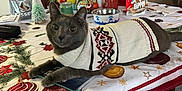 Titan is registered to the contest to win money with this photo: cat, sweater, table, holiday, tablecloth, flower_arrangement, holiday_decor, snacks, dog_bowl, indoor, gray_cat, festive, centerpiece, fruit, vase, decorations, relaxed, pet, cozy, christmas