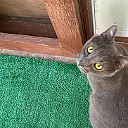 Titan joined the competition — help win amazing prizes! cat, gray_cat, yellow_eyes, carpet, green_carpet, wooden_doorframe, door, pet, animal, feline, indoor, looking_up, curious, texture, closeup, domestic_cat, fur, whiskers, ears, floor