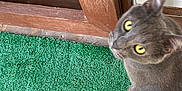 Titan joined the competition — help win amazing prizes! animal, carpet, cat, closeup, curious, domestic_cat, door, ears, feline, floor, fur, gray_cat, green_carpet, indoor, looking_up, pet, texture, whiskers, wooden_doorframe, yellow_eyes