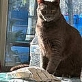 Cherie B.