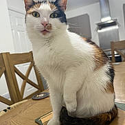Pudding joined the competition — help win amazing prizes! cat, calico, pet, indoor, table, wooden_table, chair, kitchen, furniture, domestic_animal, curious, sitting, white_fur, brown_fur, black_fur, green_eyes, animal, household, cozy, looking_at_camera