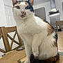 cat, calico, pet, indoor, table, wooden_table, chair, kitchen, furniture, domestic_animal, curious, sitting, white_fur, brown_fur, black_fur, green_eyes, animal, household, cozy, looking_at_camera