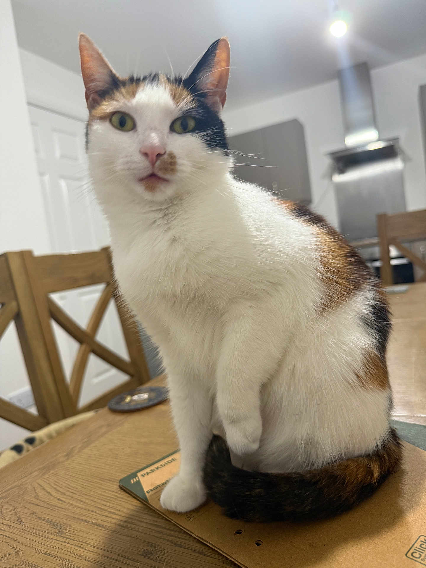 Pudding