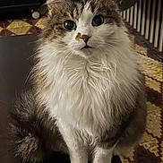 Dexter participe au concours pour gagner de l'argent avec cette photo : cat, feline, long_hair,  fluffy, whiskers, paws, big_eyes, portrait, indoor, sitting, table, remote_control, rug, cat_tree, fur, pet, domestic, curious, close_up, looking_at_camera