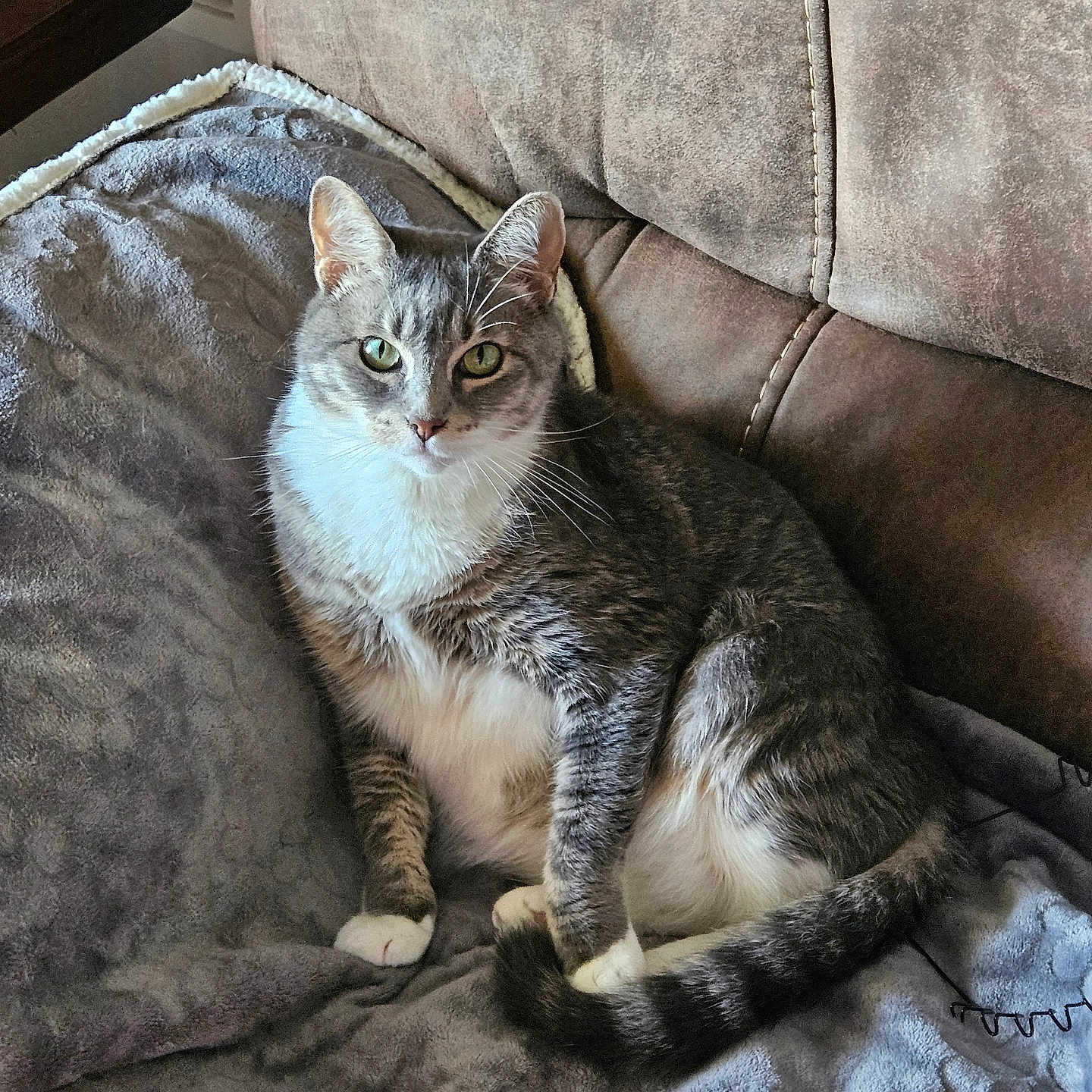 Meetcha joined the competition — help win amazing prizes! animal, blanket, cat, comfort, cozy, domestic_cat, ears, eyes, feline, fur, gray_cat, home, indoor, pet, relaxed, sitting, sofa, tail, whiskers, white_cat