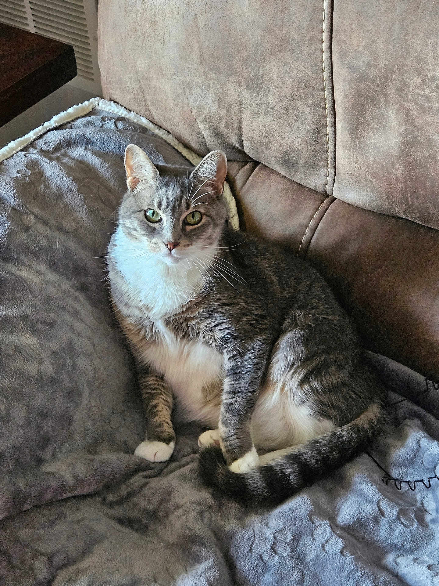 Meetcha joined the competition — help win amazing prizes! cat, gray_cat, white_cat, pet, animal, feline, indoor, sofa, blanket, cozy, relaxed, sitting, fur, whiskers, tail, ears, eyes, home, domestic_cat, comfort
