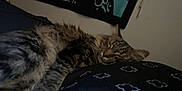 Chester joined the competition — help win amazing prizes! cat, tabby, sleeping, resting, indoor, pillow, blanket, feline, fur, cozy, relaxation, pet, animal, domestic, closeup, pattern, bedroom, soft, calm, comfort