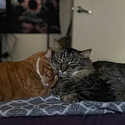 Chester joined the competition — help win amazing prizes! cat, cats, orange_cat, gray_cat, snuggling, sleeping, cozy, indoor, blanket, patterned_blanket, pet, feline, animal, resting, cute, fur, domestic_cat, companion, relaxed, bed