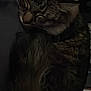 Chester is registered to the contest to win money with this photo: cat, tabby, sleeping, dark, cozy, fur, whiskers, animal, pet, resting, closeup, indoor, quiet, curled, mammal, feline, domestic, calm, peaceful, shadow