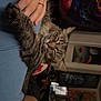 Chester joined the competition — help win amazing prizes! cat, tabby_cat, sleeping, person, hand, blue_shirt, tattoo, ring, indoor, poster, television, room, wall_art, furniture, relaxing, cozy, pet, animal, companion, holding