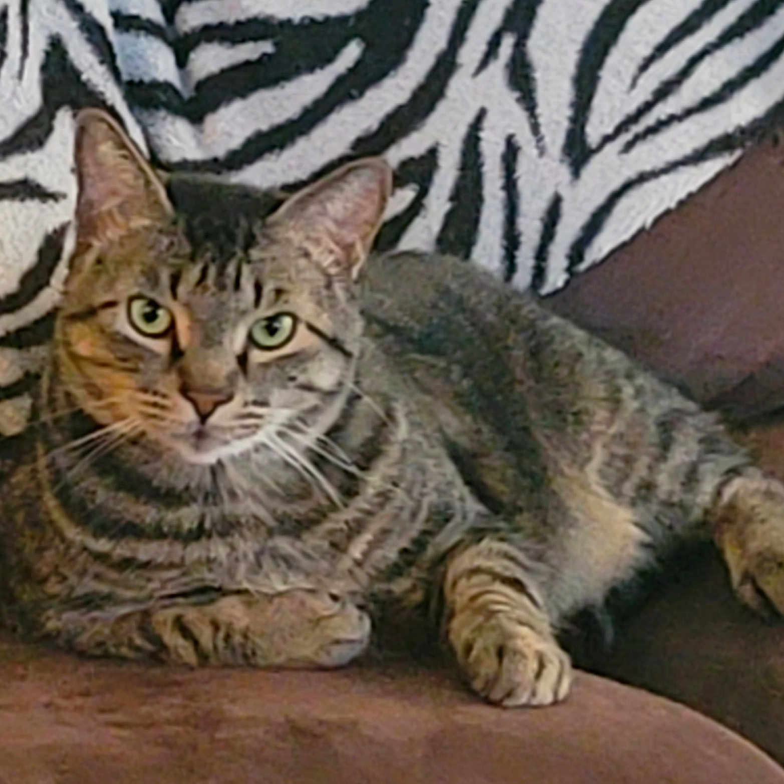 Alexander Aka Tubby joined the competition — help win amazing prizes! animal, cat, claws, comfort, couch, domestic, ears, feline, fur, green_eyes, home, indoor, living_room, paw, pet, relaxed, resting, tabby, whiskers, zebra_pattern