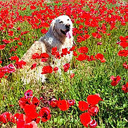 Romy a rejoint le concours — aidez-le/la à gagner de superbes lots ! dog, golden_retriever, flower_field, poppy, red_flowers, greenery, blue_sky, sunny, outdoor, nature, grass, happy, tongue_out, pet, canine, summer, rural, scenic, animal, peaceful
