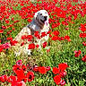 dog, golden_retriever, flower_field, poppy, red_flowers, greenery, blue_sky, sunny, outdoor, nature, grass, happy, tongue_out, pet, canine, summer, rural, scenic, animal, peaceful