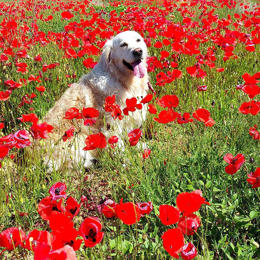 Romy a rejoint le concours — aidez-le/la à gagner de superbes lots ! dog, golden_retriever, flower_field, poppy, red_flowers, greenery, blue_sky, sunny, outdoor, nature, grass, happy, tongue_out, pet, canine, summer, rural, scenic, animal, peaceful