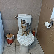 Violette participe au concours pour gagner de l'argent avec cette photo : cat, toilet, bathroom, tile_floor, tile_wall, trash_can, toilet_brush, toilet_paper, pet, feline, domestic_animal, gray_cat, striped_cat, indoor, household, clean, sitting, looking, curious, home