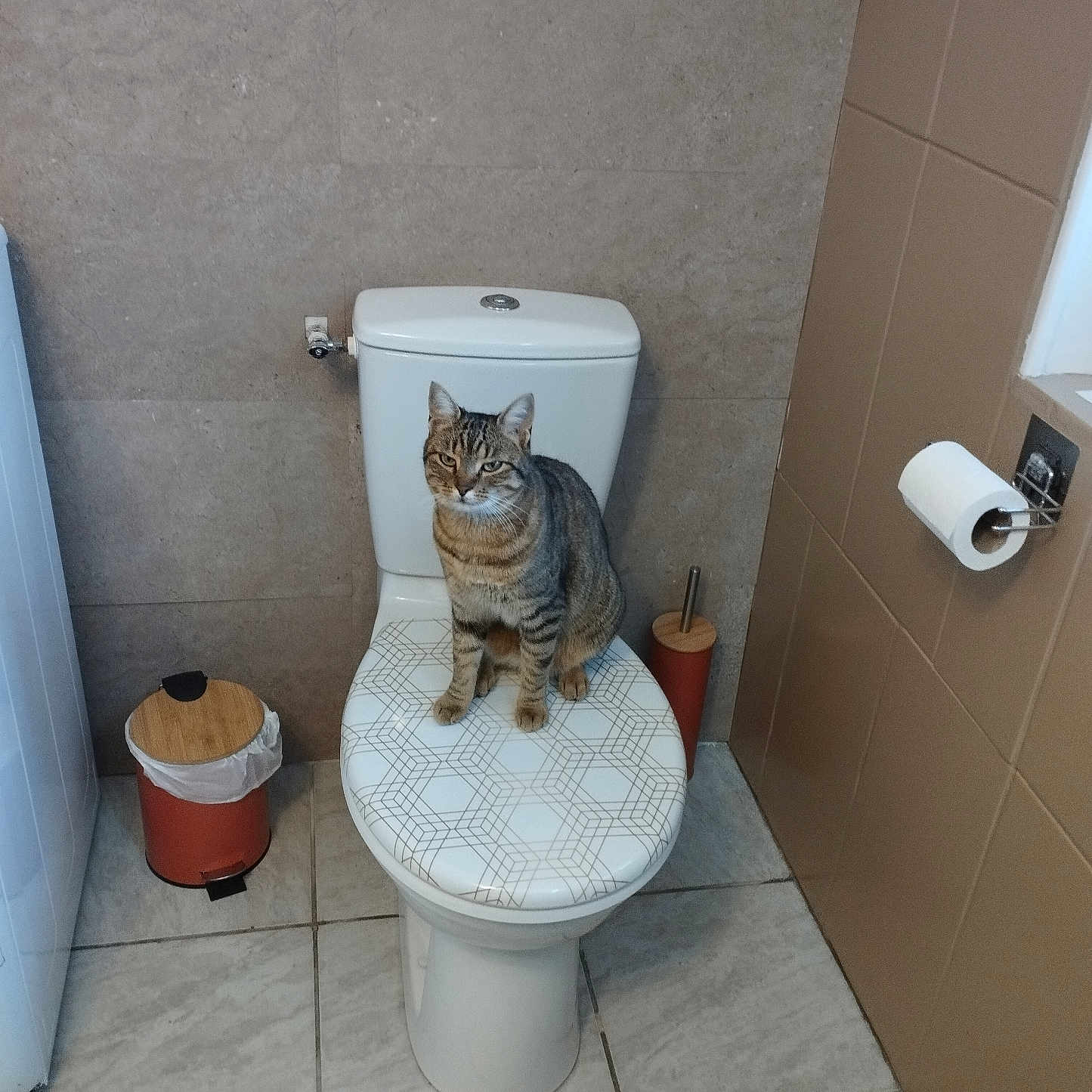 Violette participe au concours pour gagner de l'argent avec cette photo : bathroom, cat, clean, curious, domestic_animal, feline, gray_cat, home, household, indoor, looking, pet, sitting, striped_cat, tile_floor, tile_wall, toilet, toilet_brush, toilet_paper, trash_can