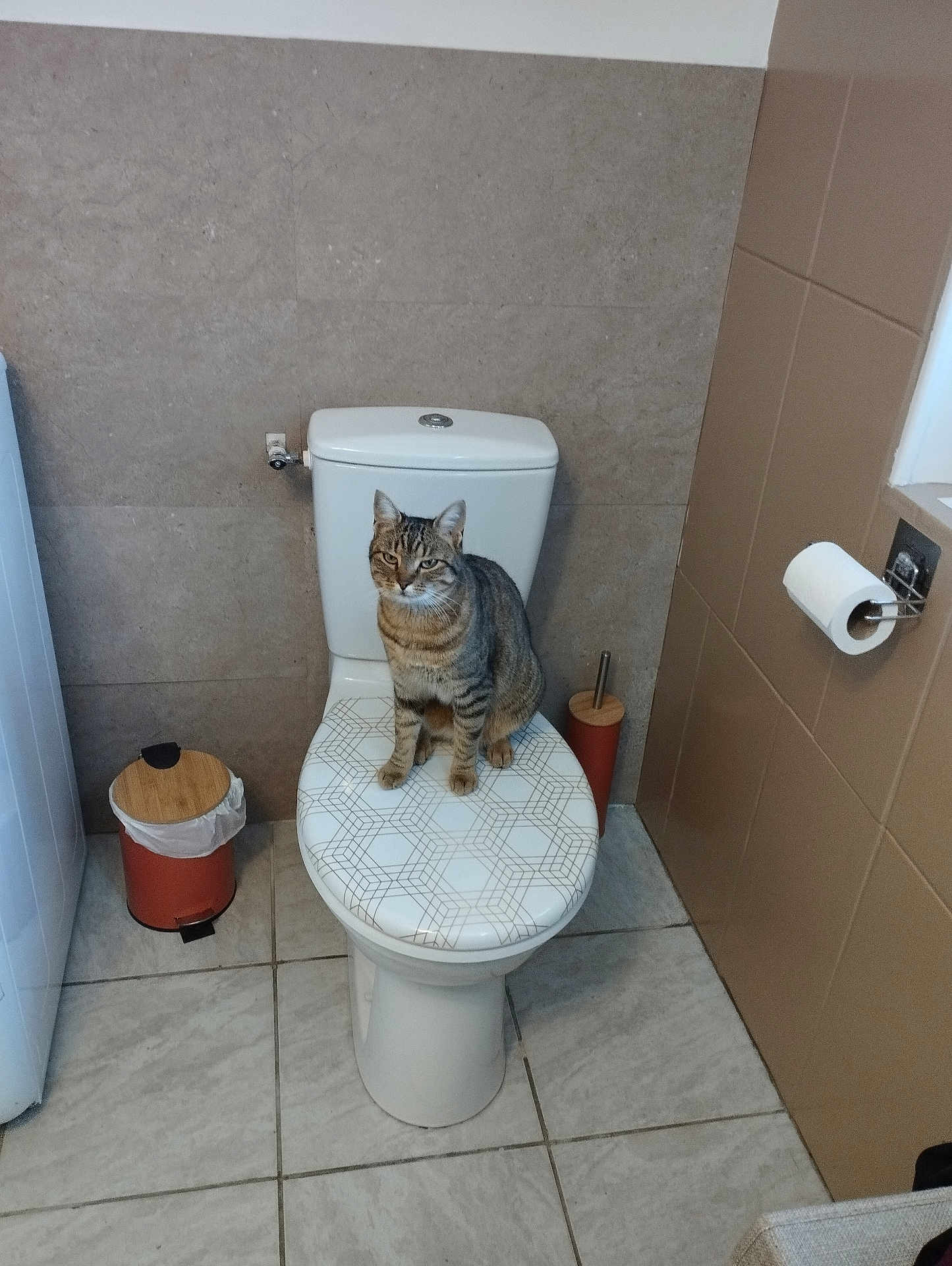 Violette participe au concours pour gagner de l'argent avec cette photo : cat, toilet, bathroom, tile_floor, tile_wall, trash_can, toilet_brush, toilet_paper, pet, feline, domestic_animal, gray_cat, striped_cat, indoor, household, clean, sitting, looking, curious, home