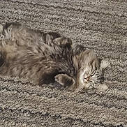 Kizmore is registered to the contest to win money with this photo: cat, tabby_cat, furry, carpet, lying_on_back, paws, whiskers, nap, cute, pet, domestic_cat, relaxed, cozy, sleeping, indoor, fluffy, portrait, closeup, fur_texture, playful