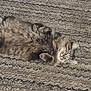 cat, tabby_cat, furry, carpet, lying_on_back, paws, whiskers, nap, cute, pet, domestic_cat, relaxed, cozy, sleeping, indoor, fluffy, portrait, closeup, fur_texture, playful