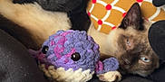 Rocky is registered to the contest to win money with this photo: animal, black_cat, blanket, cat, closeup, cozy, crocheted_toy, cushion, cute, fabric, fur, home, indoor, pet, plush_toy, relaxing, resting, siamese_cat, sleepy, soft