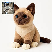 Rocky is registered to the contest to win money with this photo: animal, blue_eyes, cat, cute, ears, indoor, kitchen, paws, pet, plush_toy, real_cat, siamese_cat, sitting, small_photo_inset, soft_fur, stuffed_animal, tail, toy, white_background, wooden_floor