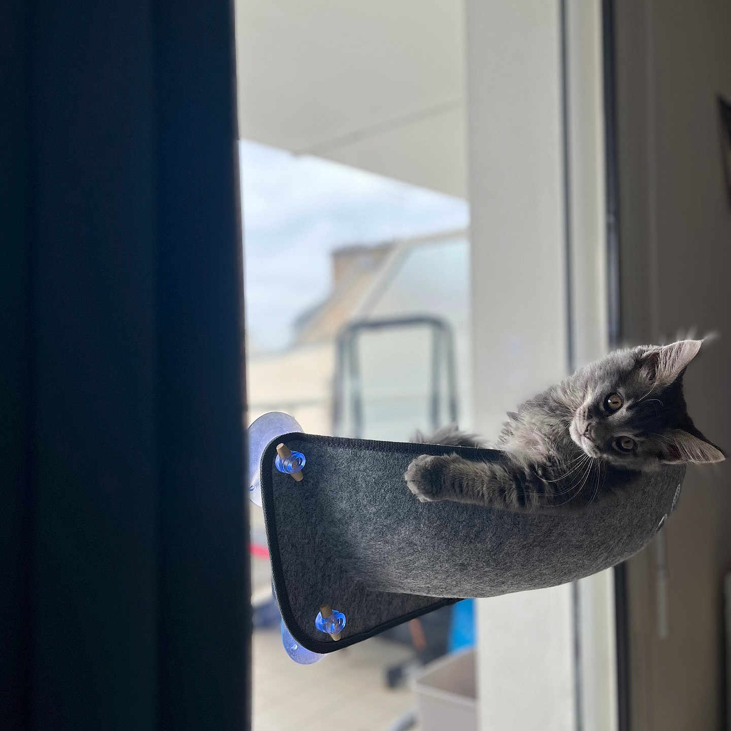 Aïko participe au concours pour gagner de l'argent avec cette photo : animal, cat, cozy, curious, cute, domestic, ears, feline, gray_fur, hammock, home, indoor, kitten, pet, portrait, relaxing, resting, sunlight, whiskers, window