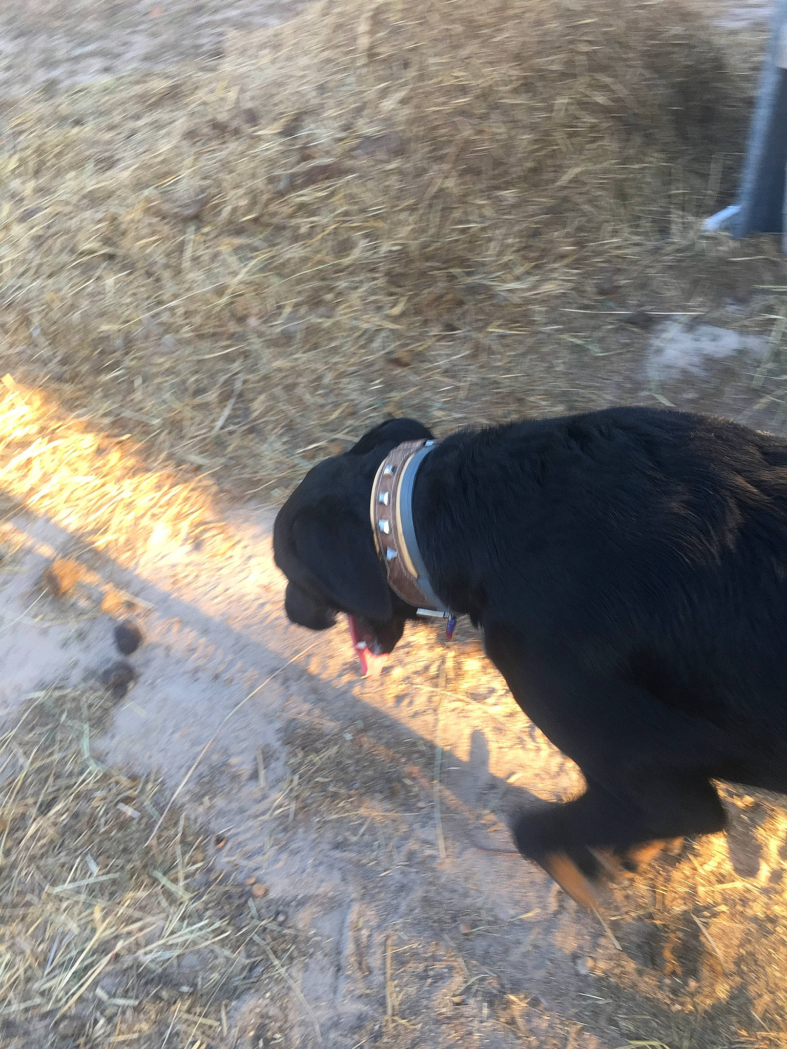 Owen a rejoint le concours — aidez-le/la à gagner de superbes lots ! asphalt, automotive_tire, beak, carnivore, collar, companion_dog, dog, dog_breed, grass, guard_dog, leash, road_surface, shadow, soil, sporting_group, tail, walking, water, wood, working_animal