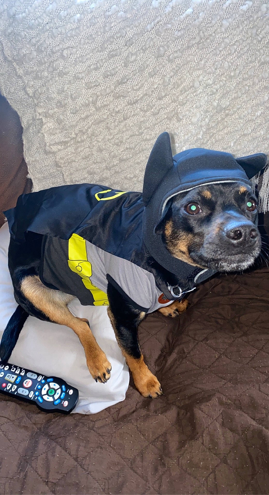 Bane is registered to the contest to win money with this photo: canidae, carnivore, collar, companion_dog, dog, dog_breed, dog_clothes, dog_collar, dog_supply, electric_blue, fashion_accessory, fawn, leash, personal_protective_equipment, snout, sporting_group, sportswear, t_shirt, working_animal, working_dog
