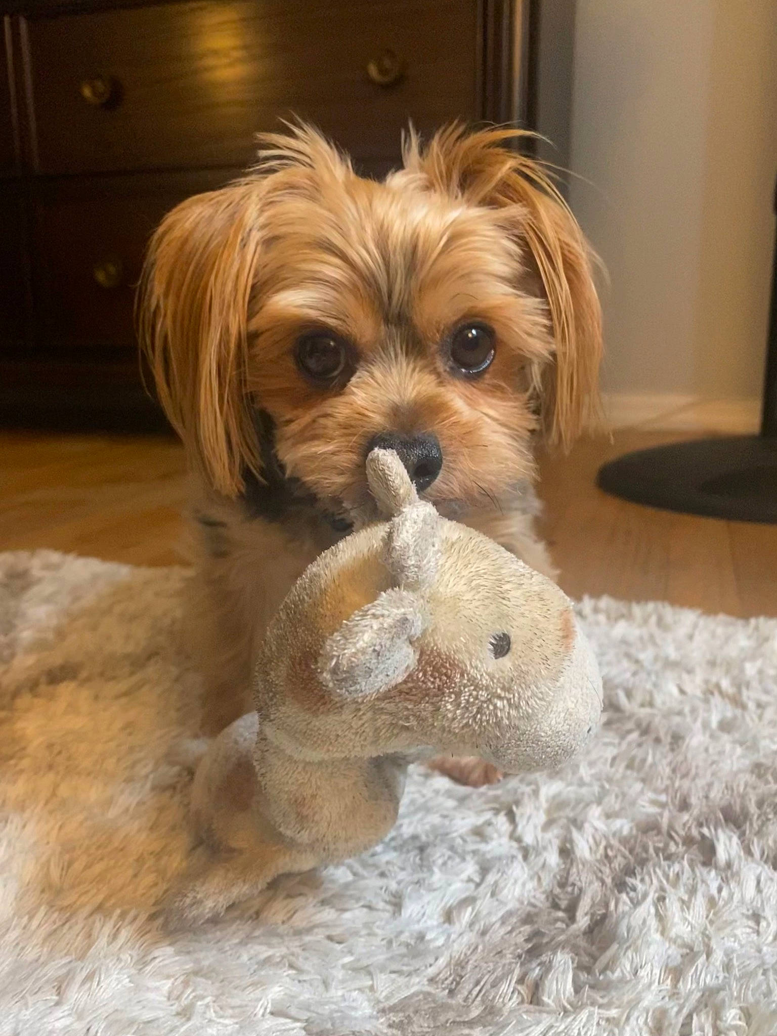 Gianni joined the competition — help win amazing prizes! canidae, carnivore, companion_dog, dog, dog_breed, dog_supply, fawn, flooring, fur, hardwood, liver, small_terrier, snout, sporting_group, terrier, toy, toy_dog, whiskers, wood, working_animal