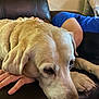 animal, blue_shirt, calm, closeup, companionship, couch, dog, domestic, ear, furniture, hand, indoor, labrador, leather, mammal, person, pet, relaxation, resting, snout