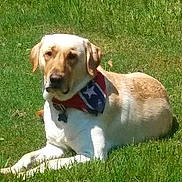 Jameson is registered to the contest to win money with this photo: dog, labrador, golden_retriever, grass, outdoor, pet, animal, canine, bandana, collar, lying_down, sunlight, nature, greenery, domestic_animal, mammal, resting, summer, portrait, friendly
