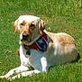 Jameson is registered to the contest to win money with this photo: animal, bandana, canine, collar, dog, domestic_animal, friendly, golden_retriever, grass, greenery, labrador, lying_down, mammal, nature, outdoor, pet, portrait, resting, summer, sunlight