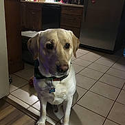 Jameson joined the competition — help win amazing prizes! animal, appliance, canine, collar, dog, dog_tag, domestic, floor, home, household, indoor, kitchen, labrador, pet, quiet, refrigerator, sitting, tile_floor, wooden_cabinets, yellow_labrador