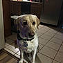 animal, appliance, canine, collar, dog, dog_tag, domestic, floor, home, household, indoor, kitchen, labrador, pet, quiet, refrigerator, sitting, tile_floor, wooden_cabinets, yellow_labrador