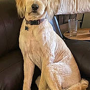 Whiskey is registered to the contest to win money with this photo: dog, canine, pet, indoor, leather_couch, blanket, water_glass, table, fur, collar, sitting, calm, groomed, tail, ears, nose, paws, home, furniture, relaxed