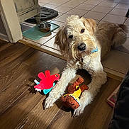 Whiskey is registered to the contest to win money with this photo: animal, claw, collar, curious, dog, domestic, floor_transition, fur, head_tilt, home, indoor, kitchen, light_and_shadow, pet, plush_toys, rug, tile_floor, toy, water_bowl, wooden_floor