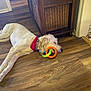 Whiskey is registered to the contest to win money with this photo: animal, bandana, cabinet, collar, colorful_toy, dog, domestic, floor, fur, home, house, indoor, peaceful, pet, quiet, relaxed, resting, sleeping, toy, wooden_floor